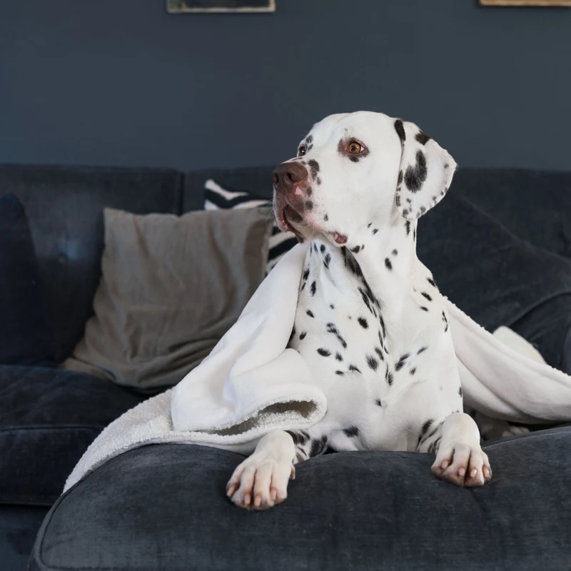 Dog & Puppy Blanket in Bouclé